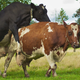 Illustration for article titled Cows Can Now Booty Call Their Farmers